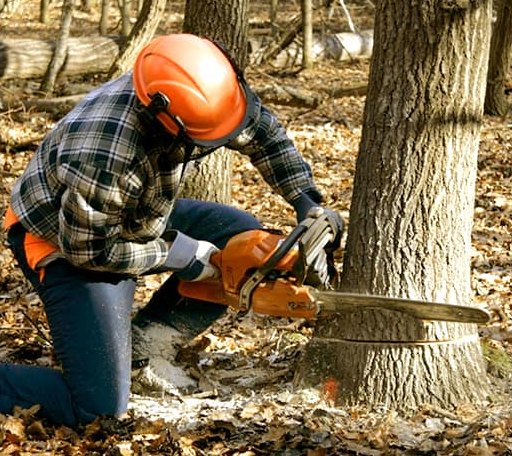 Tree Removal in Fairmont, OK